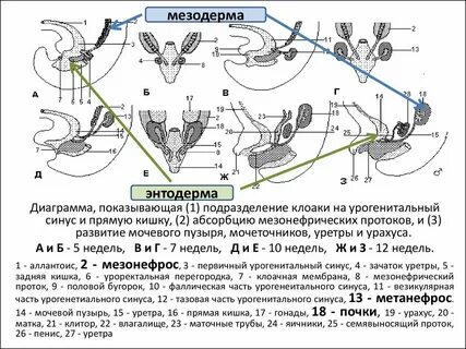 Мюллеровы протоки