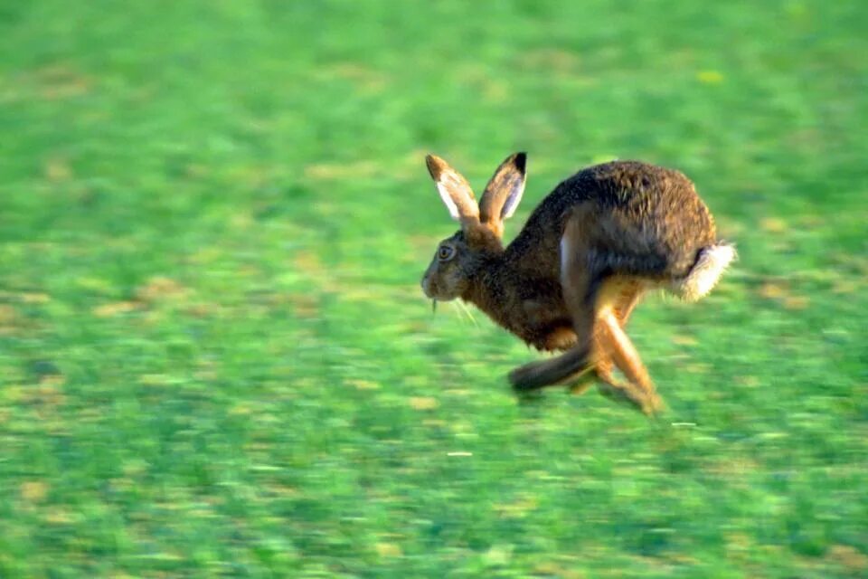 Заяц бежит. Заяц прыгает. Заяц в прыжке. Заяц убегает.