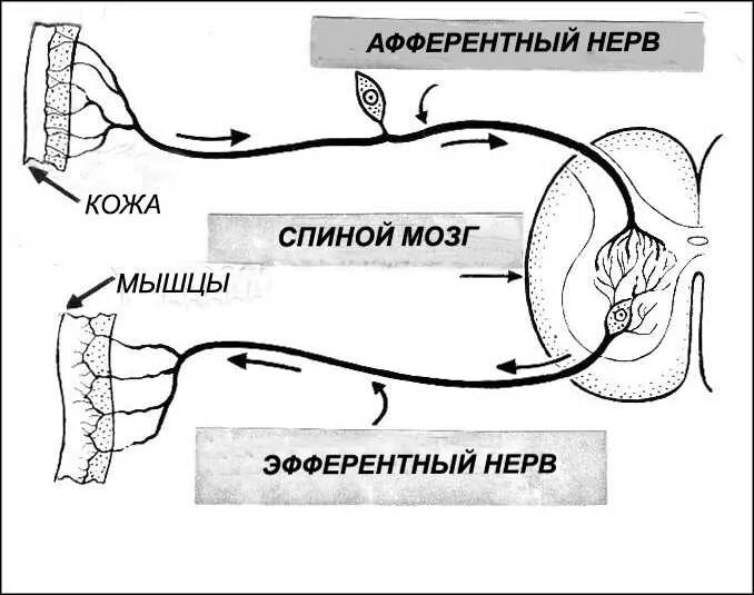 Эфферентная нервная система схема. Эфферентная нервная система. Эфферентные нервы. Двигательные нервные окончания. Эфферентные нервные.