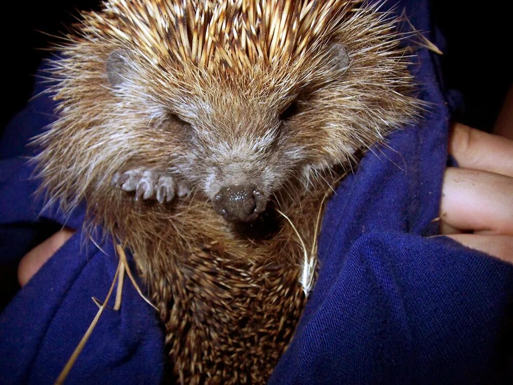 Еж 3 model. Строение ежика. Ежики мод. Еж 3д. Анатомия ежика.