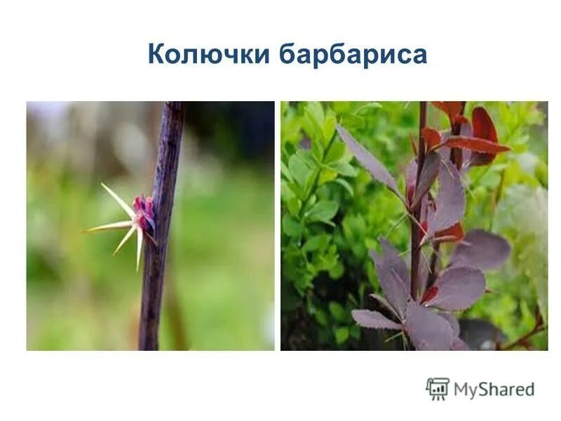 ловчие листья росянки и колючки барбариса. ловчие листья росянки и колючки барбариса. ловчие листья росянки и колючки барбариса. листовые колючки. видоизменения (метаморфозы) листа.