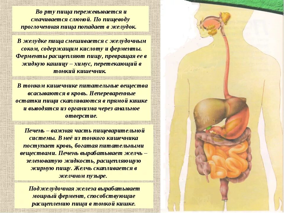 Железа вырабатывающая слюну. Общее строение пищеварительной системы человека. Основные органы пищеварительной системы человека схема. Процесс пищеварения пищеварительной системы человека кратко. Процесс переваривания пищи в организме человека.