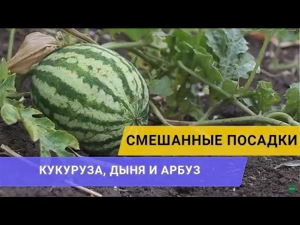 Кукуруза арбуз. Смешанные посевы дыни с арбузом. совмещенные посадки арбуз. арбуз и кукуруза. кукуруза арбуз дыня.