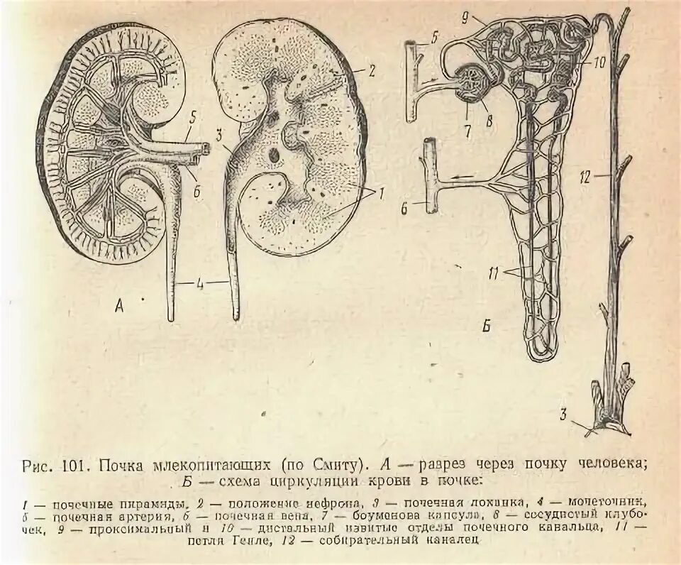 Какие почки у млекопитающих