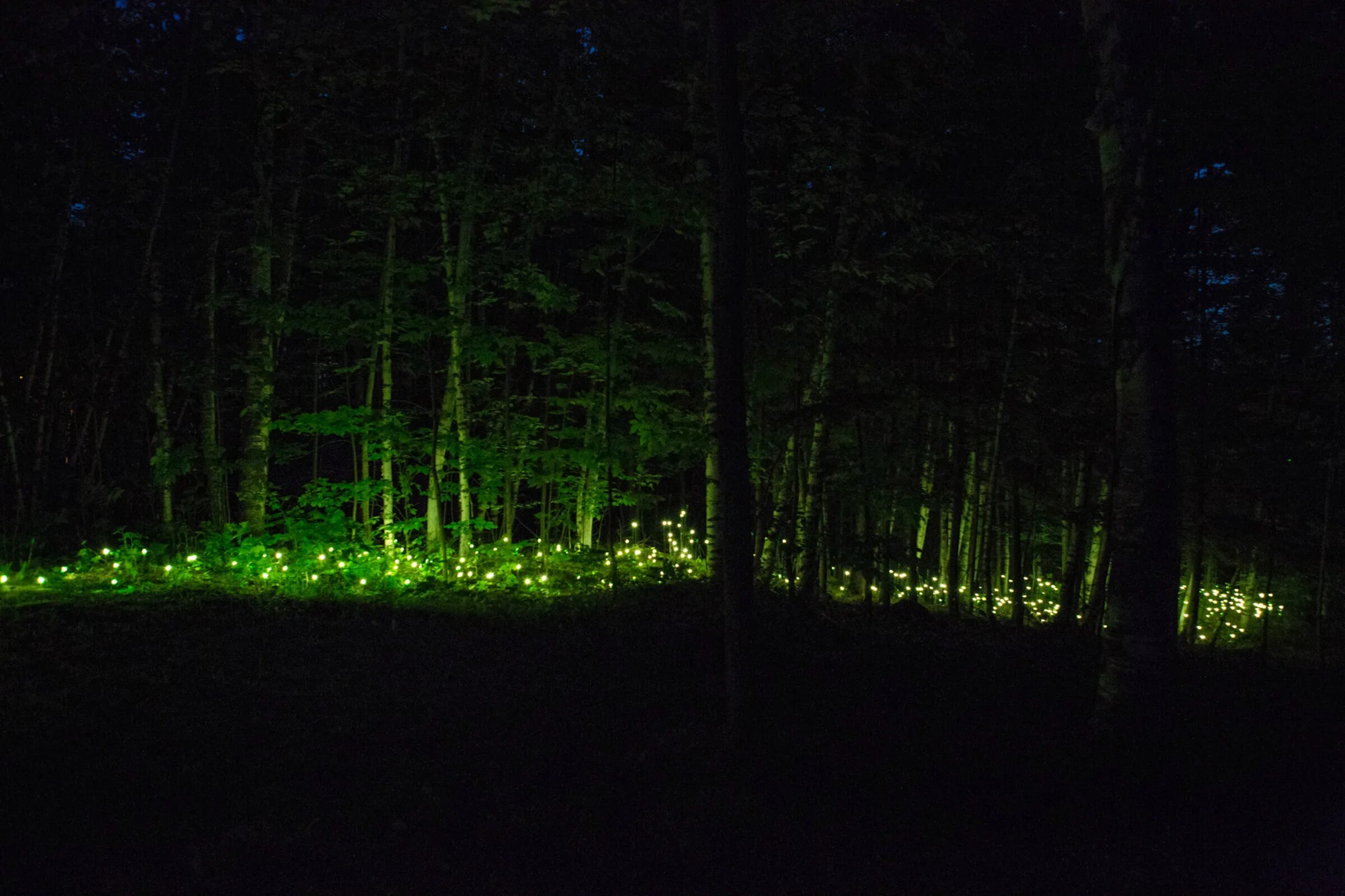 Светящиеся сосны. Светлячки и гнилушки. Foresta Lumina (светящийся лес).. Светящиеся гнилушки в лесу. Ночной лес.