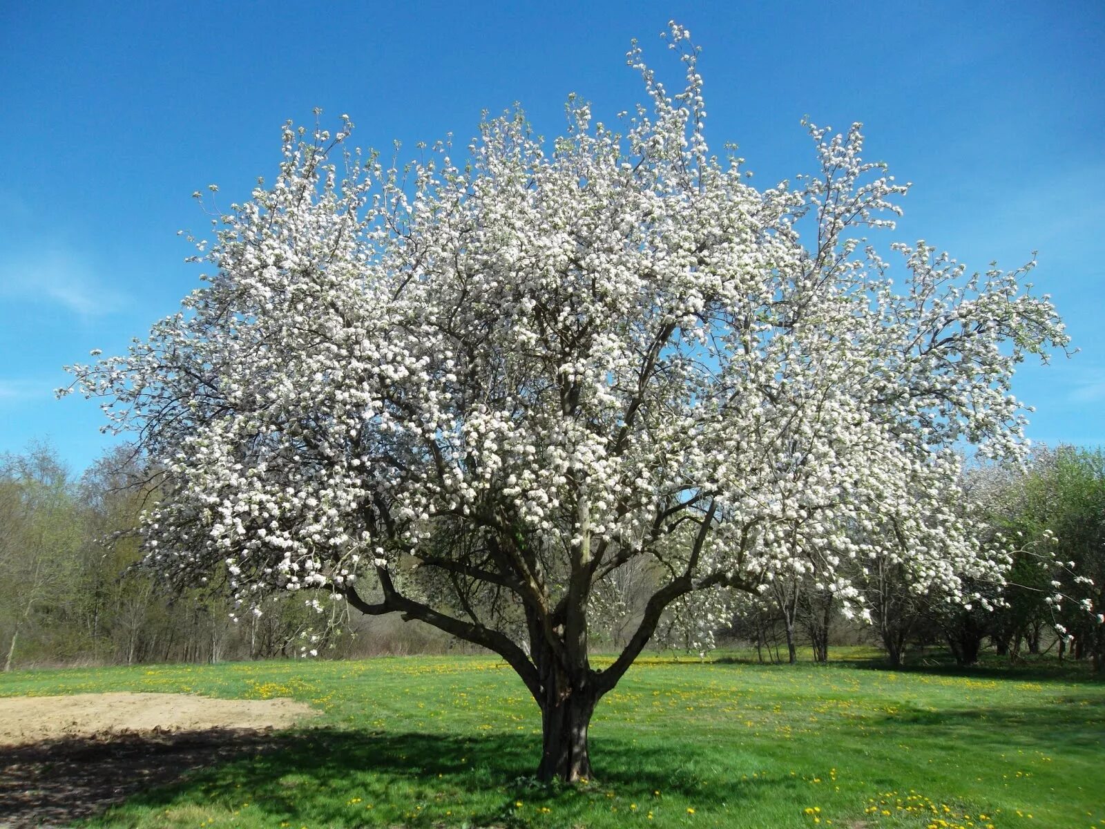 Яблоня Malus domestica. Яблоня с раскидистой кроной. Яблоня маньчжурская Malus mandshurica. Яблоня Сиверса. Дерево яблоня молодая