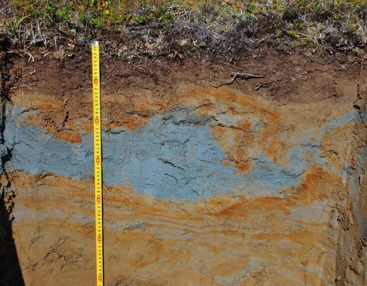 Почвенный профиль гидроморфных почв. Глеевый горизонт почвы. Глеевый горизонт. Тундрово-глеевые почвы горизонты. Глеевый слой.