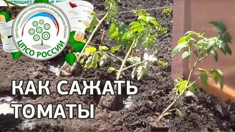 Посадка помидор на рассаду на алтае
