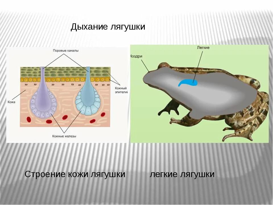 Схема органы газообмена у растений. Типы дыхания у животных. Дыхание животных 6. Кто как дышит. Как дышат животные.