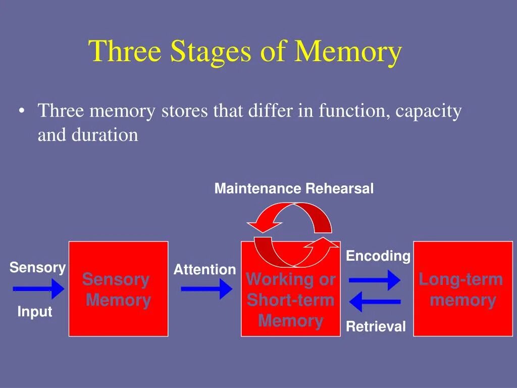 Short memory. Long term Memory. Long short term Memory модели. Long term Memory working Memory. Long-term and short-term Memory.