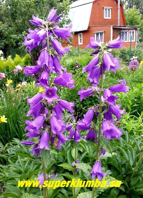 колокольчик рапунцелевидный,кампанула. садовый колокольчик многолетний кампанула. колокольчик высокий. колокольчик кампанула многолетний. садовый колокольчик многолетний кампанула.