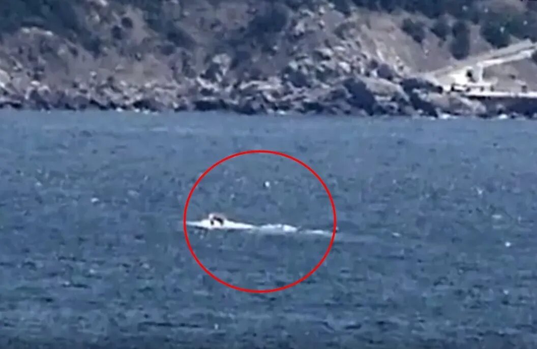 Змей в крыму море. Карадагское чудовище в черном море. Змей в крыму море. Змей в крыму море. Черноморская гадюка морская.
