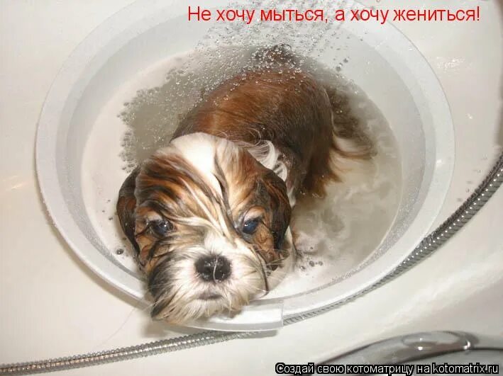 хочу купаться фото. мурзик и хозяйка. купание в ванной. детки в ванной. кот купается с прикольными надписями.