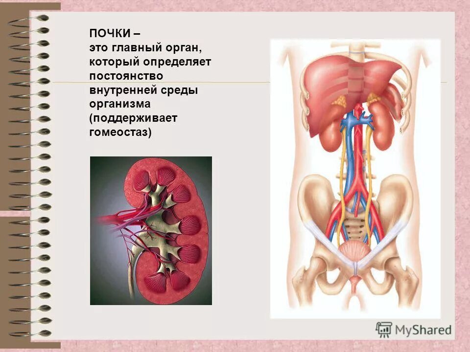 Расположение почек. Почки у человека расположение. Почки анатомия человека. Местоположение почек в организме