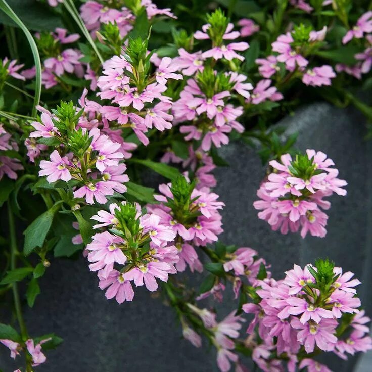 Цветок сцевола фото и описание. Сцевола Pink Blessing. Сцевола однолетник. Сцевола вегетативная. Сцевола Scaevola Pink.