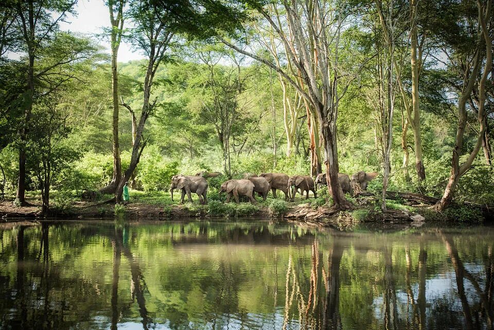 Poaching by the Water 1990. A common shrub in the United States Wildlife. Us wildlife