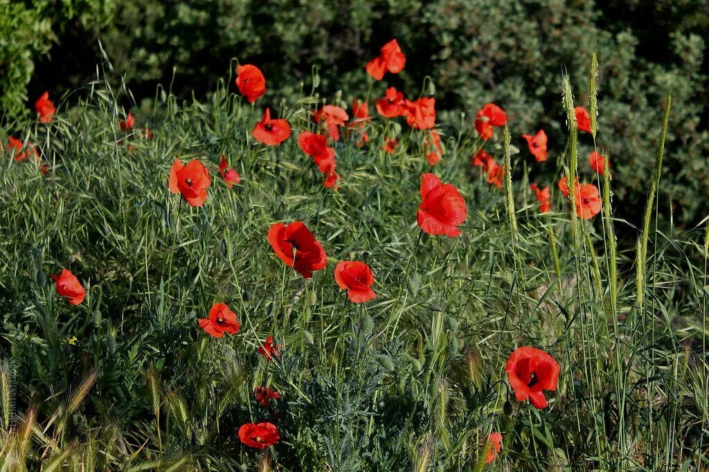 Papaver rhoeas l. Мак самосейка. Мак самосейка фото и описание. Мак самосейка фото и описание. Мак полевой (мак-самосейка.