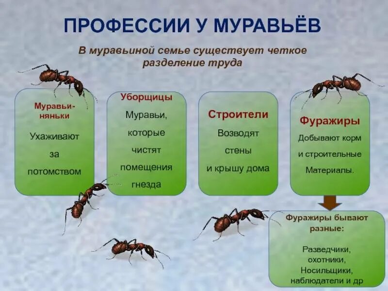 Как разбавить муравьиную