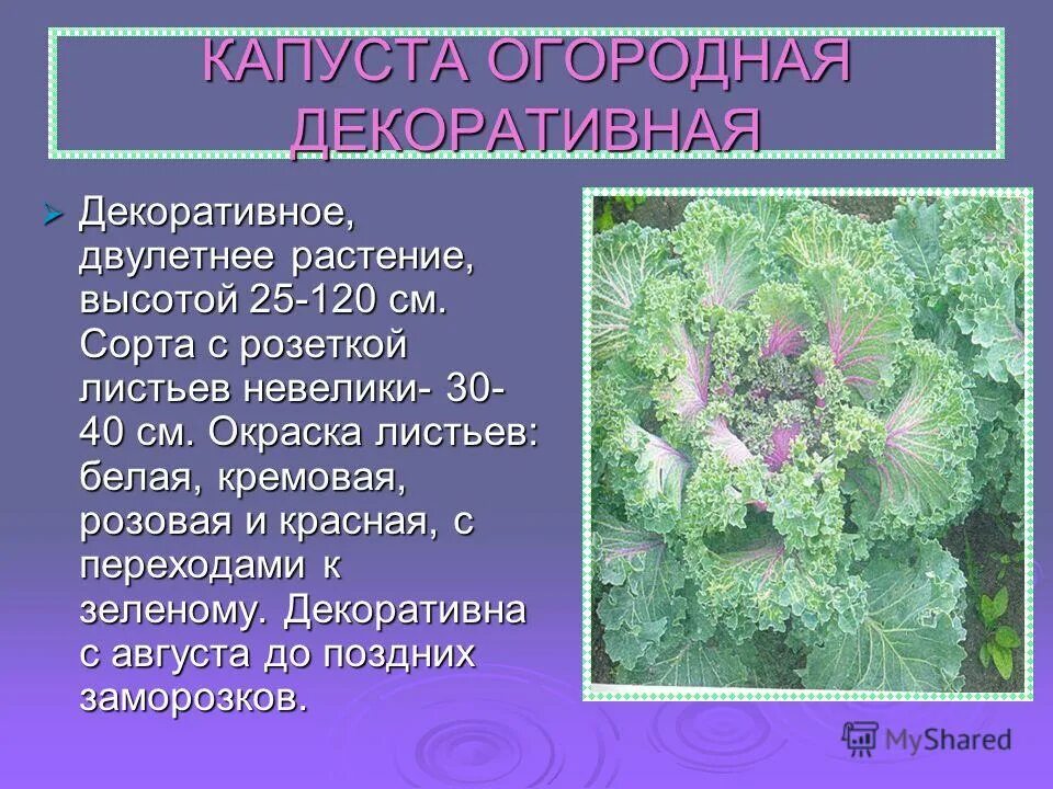 Капуста огородная автотрофы. Капуста двулетнее растение. Двулетние декоративные растения. Капуста однолетнее или двулетнее растение. Капуста листовая окраска листьев.