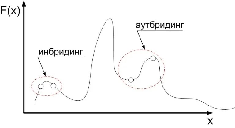 Инбридинг 2 аутбридинг. Инбридинг. Инбридинг примеры. Инбридинг близкородственное скрещивание. Инбридинг у людей.