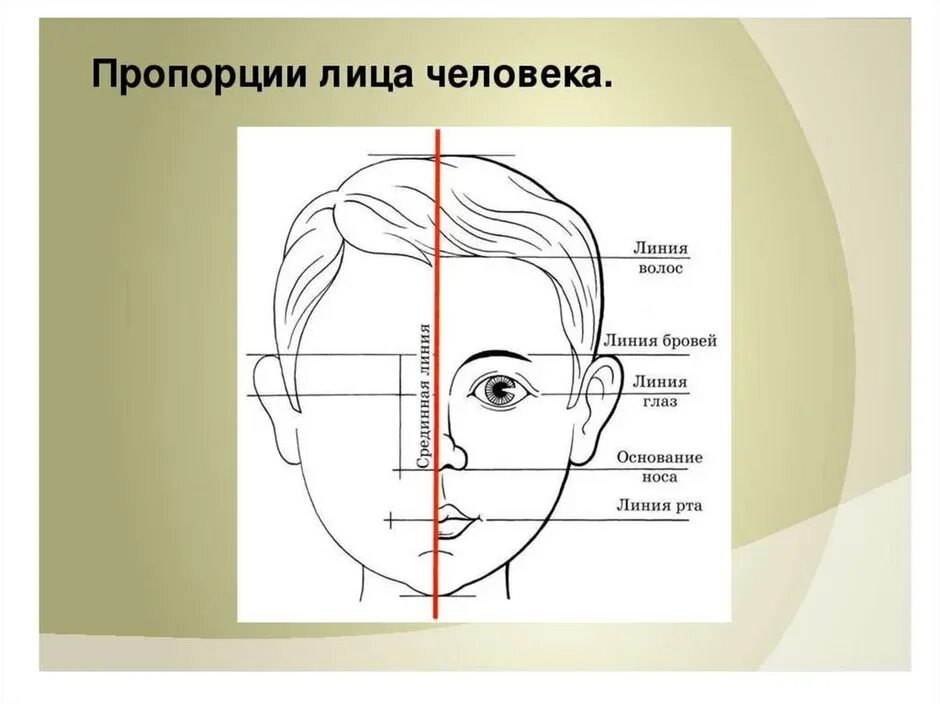 Пропорции лица. Пропорции лица человека схема. Пропорции лица человека рисунок. Изо пропорции лица человека.