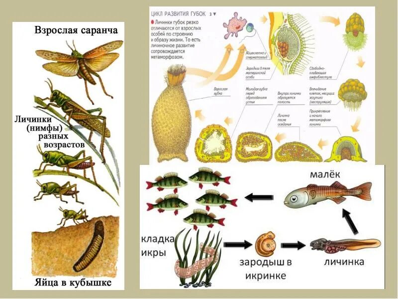 Рост это в биологии. Размножение рыб схема. Рост и развитие животных 5 класс биология. Прост и равзитие животных. Образование и развитие животных.