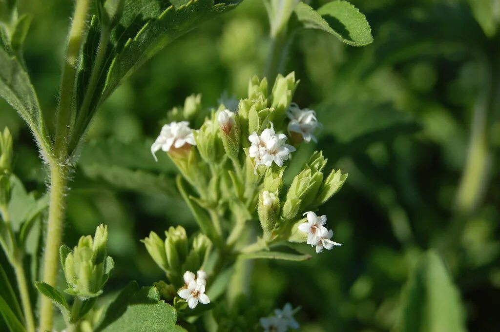 Стеви. Stevia rebaudiana. Стевия растение. Стевия медовая травка. Stevia rebaudiana Bertoni.