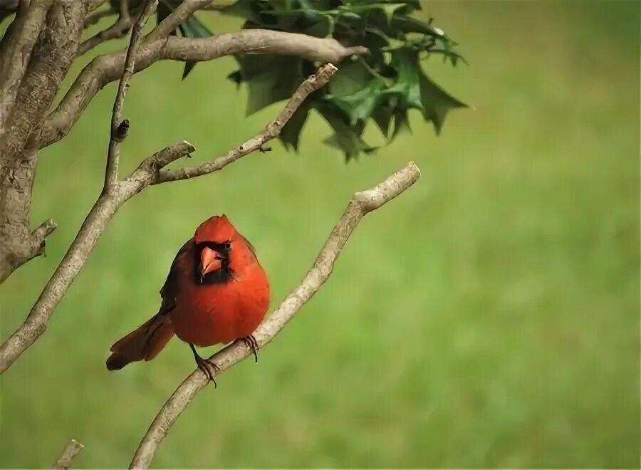 That bird is in the tree. That bird is in the tree