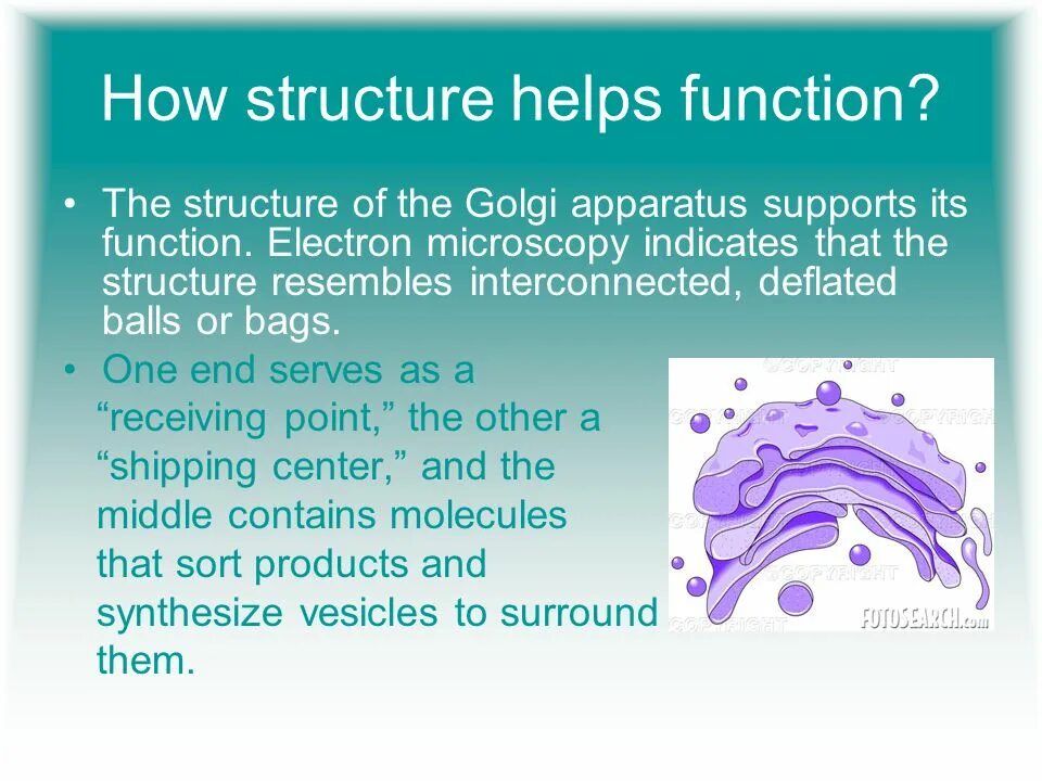 Bodily functions. Golgi body. golgi body structure and functions. golgi apparatus structure. golgi apparatus function.
