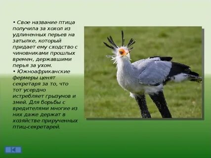 Свое имя эта птица получила