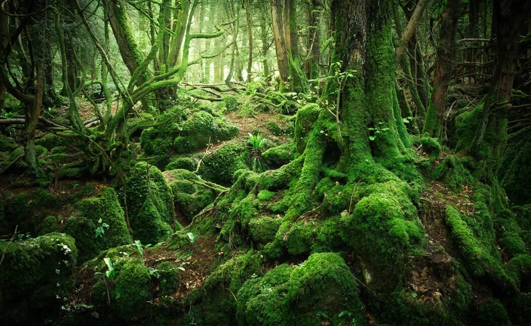 Леса украшающие нашу землю радуют глаз человека. Акваскейп таинственный лес. Акваскейп сказочный лес. Акваскейп Волшебный лес. Лес Фангорн.