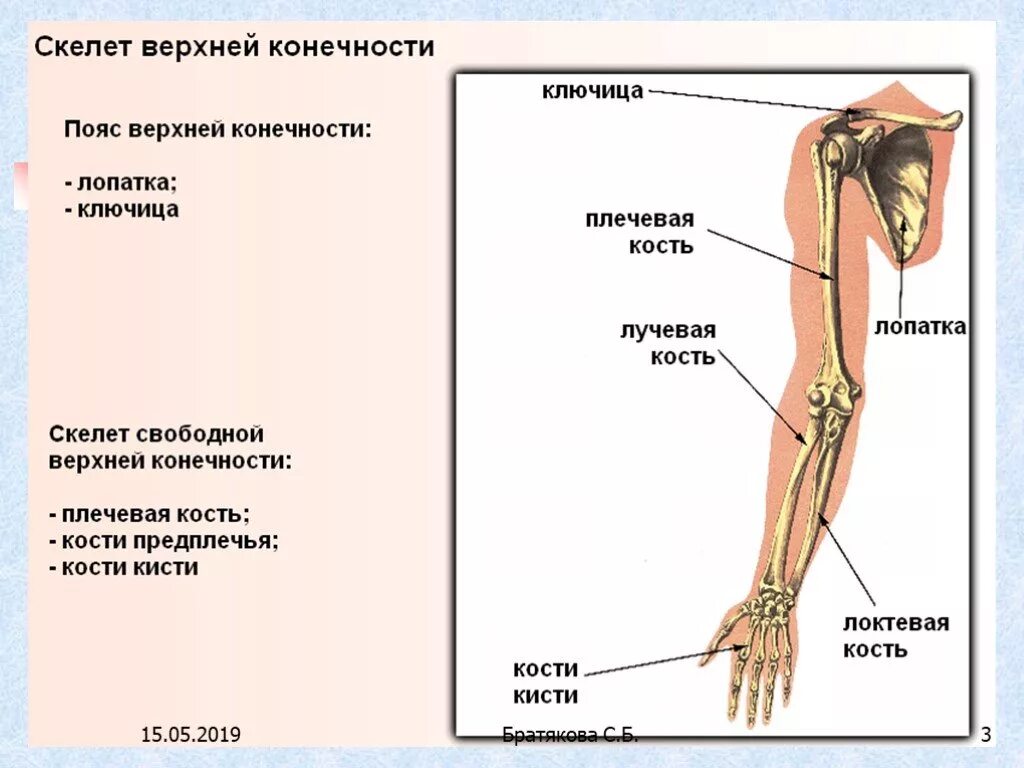 Строение костей свободной верхней конечности человека. Скелет конечностей человека биология 8 класс. Скелет верхней конечности биология 8 класс. Скелет верхней конечности человека биология 8.