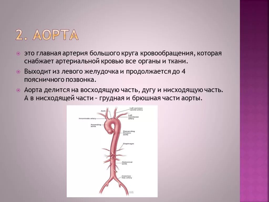 Артерии большого круга кровообращения. Артерии большого круга кровообращения анатомия. Крупные сосуды аорты. Аорта и артерии большого круга кровообращения. У каких животных тело снабжается артериальной кровью