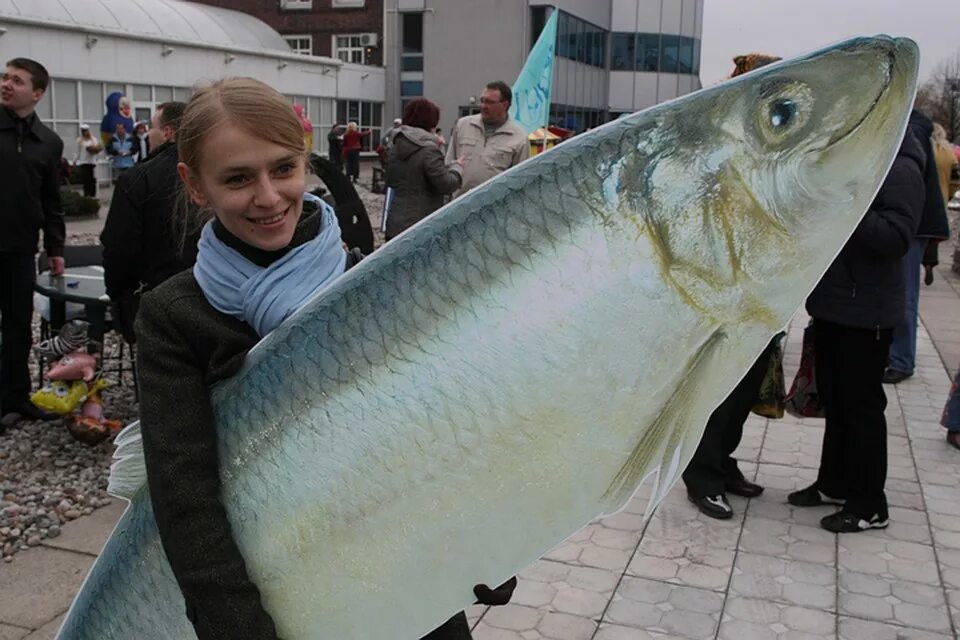 Самая крупная сельдь