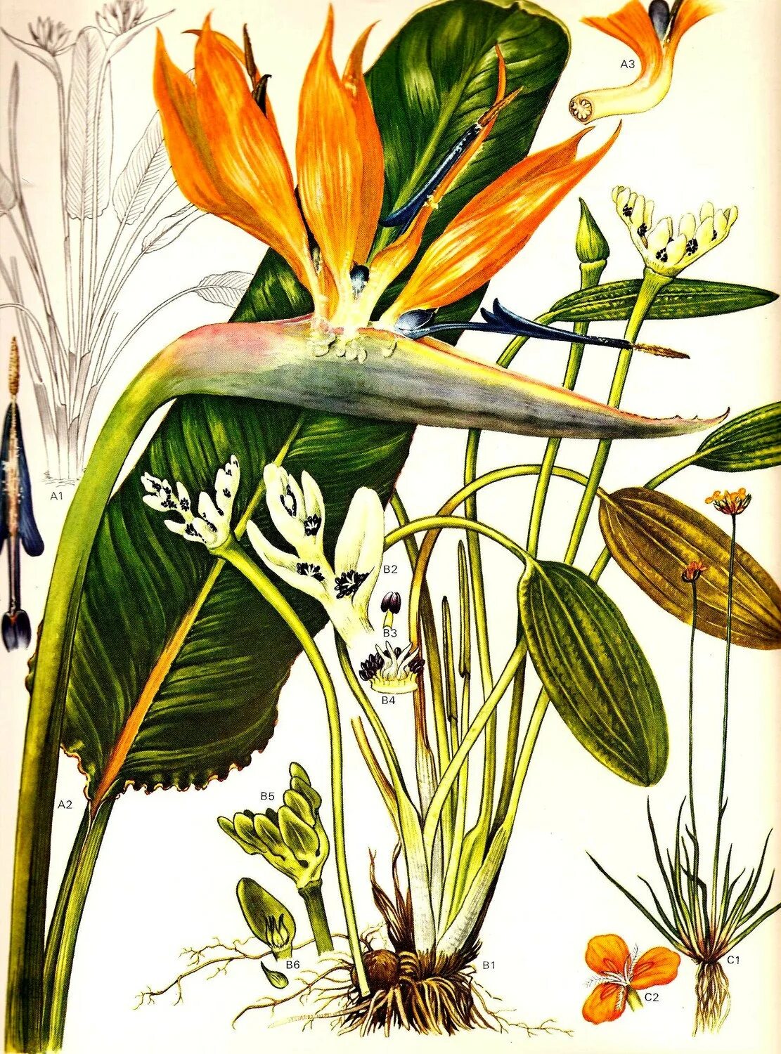 Удивительное растение рисунок. Ботаническое искусство (Botanical Art). Ботаническая иллюстрация Графтон. Тропический Рогач Ботаническая иллюстрация. Геликония Ботанический рисунок.