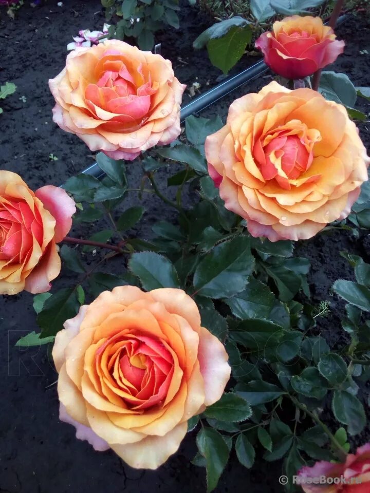 роза чайно-гибридная (rosa cherry brandy) окс. черри бренди отзывы. черри бренди отзывы. черри бренди отзывы. роза чайно-гибридная черри бренди.