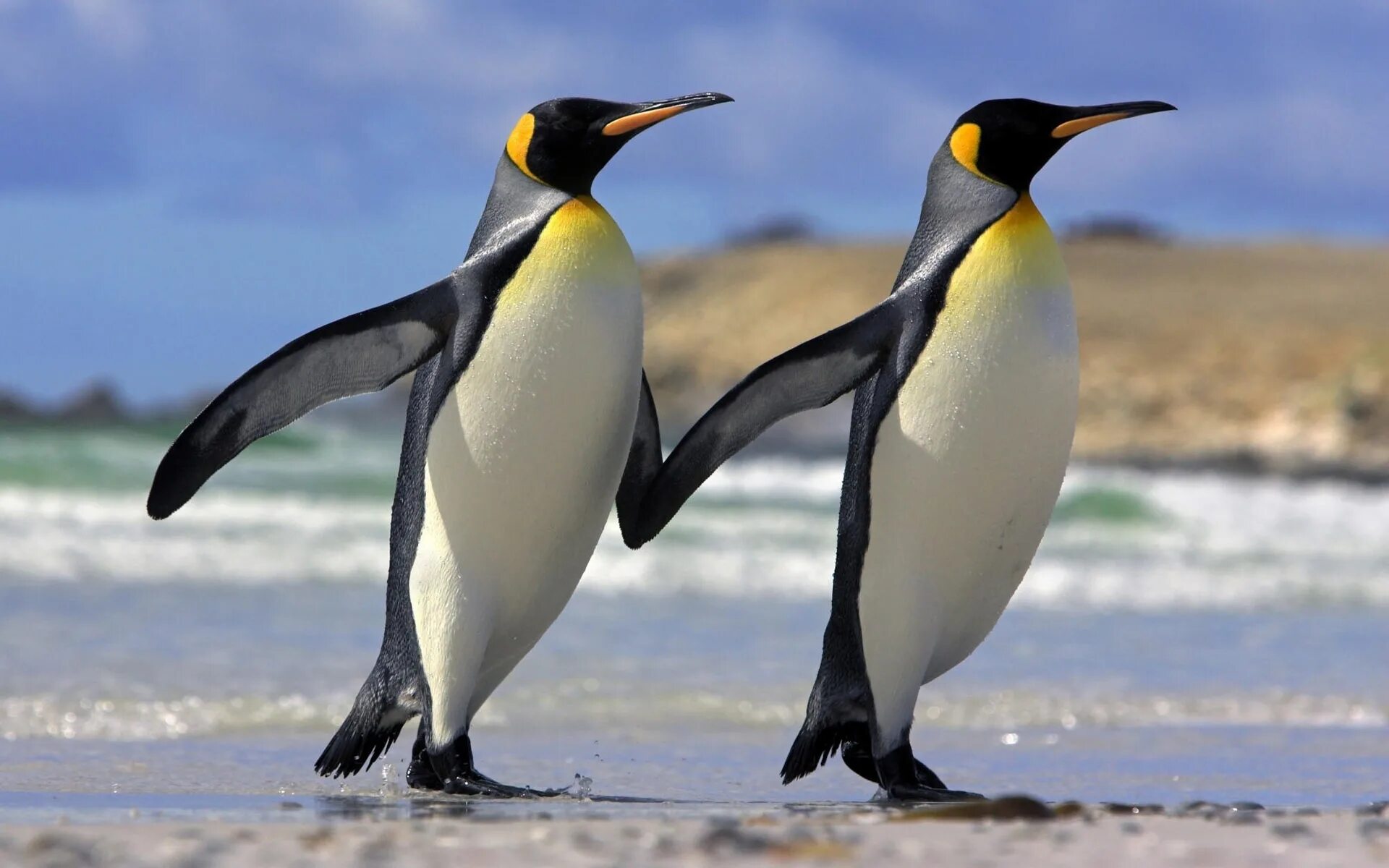 Penguin bird. Penguin bird