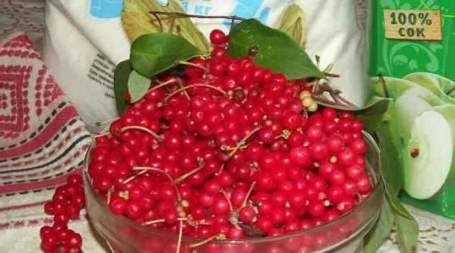 Лимонник в уссурийской тайге. Лимонник китайский цветы. Лимонник китайский заготовка на зиму. Ягоды лимонника варенье. Лимонник дальневосточный.