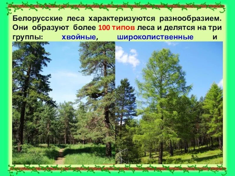 Эволюция растений в каменноугольном периоде. Вырубка лесов причины. Градация лесов таежных. Сомкнутость крон древесного полога. Сомкнутость крон древесного полога.