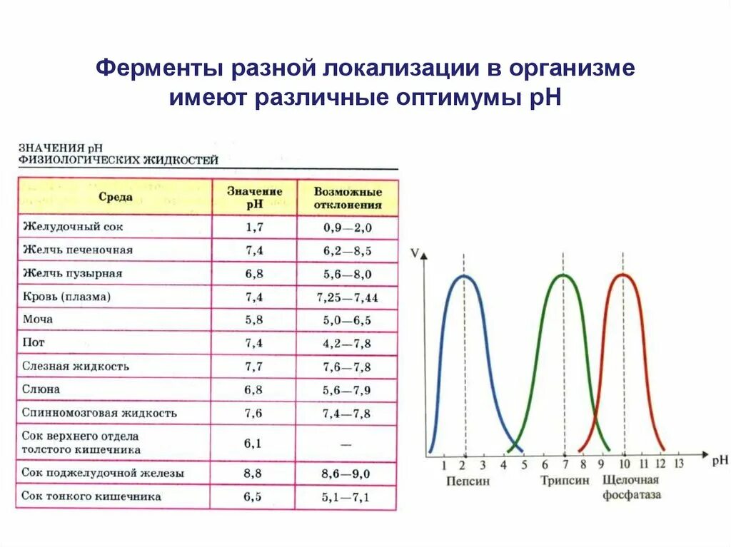 Таблица активность ферментов биохимия. Оптимум ПШ для ферментов. Зависимость активности фермента от РН среды. Ферменты с разным оптимумом PH.