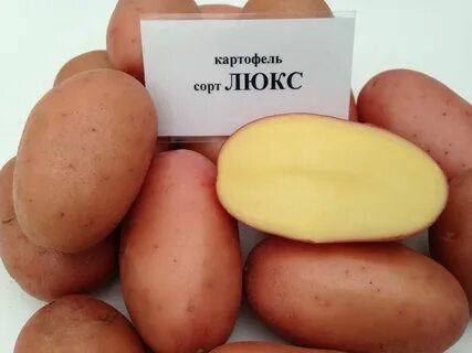 Картофель эстрелла