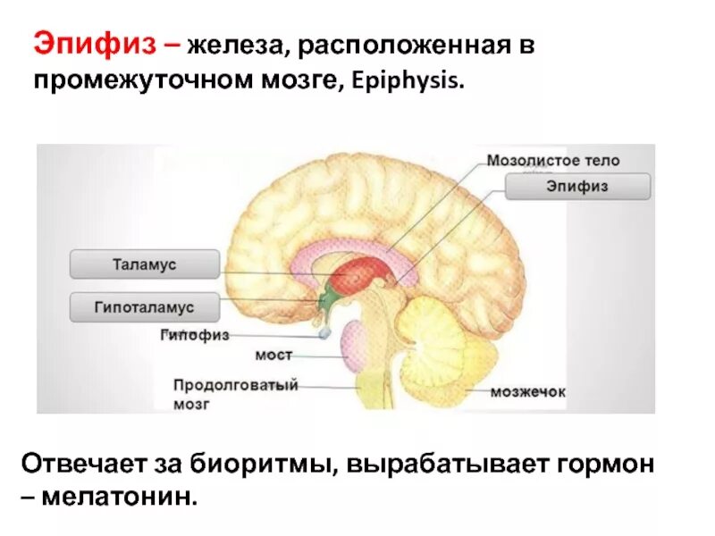 Гормоны вырабатываемые мозгом. Гормоны, вырабатываемые шишковидной железой. Эпифиз строение гормоны. Мелатонин гормон шишковидной железы. Мелатонин гормон эпифиза.