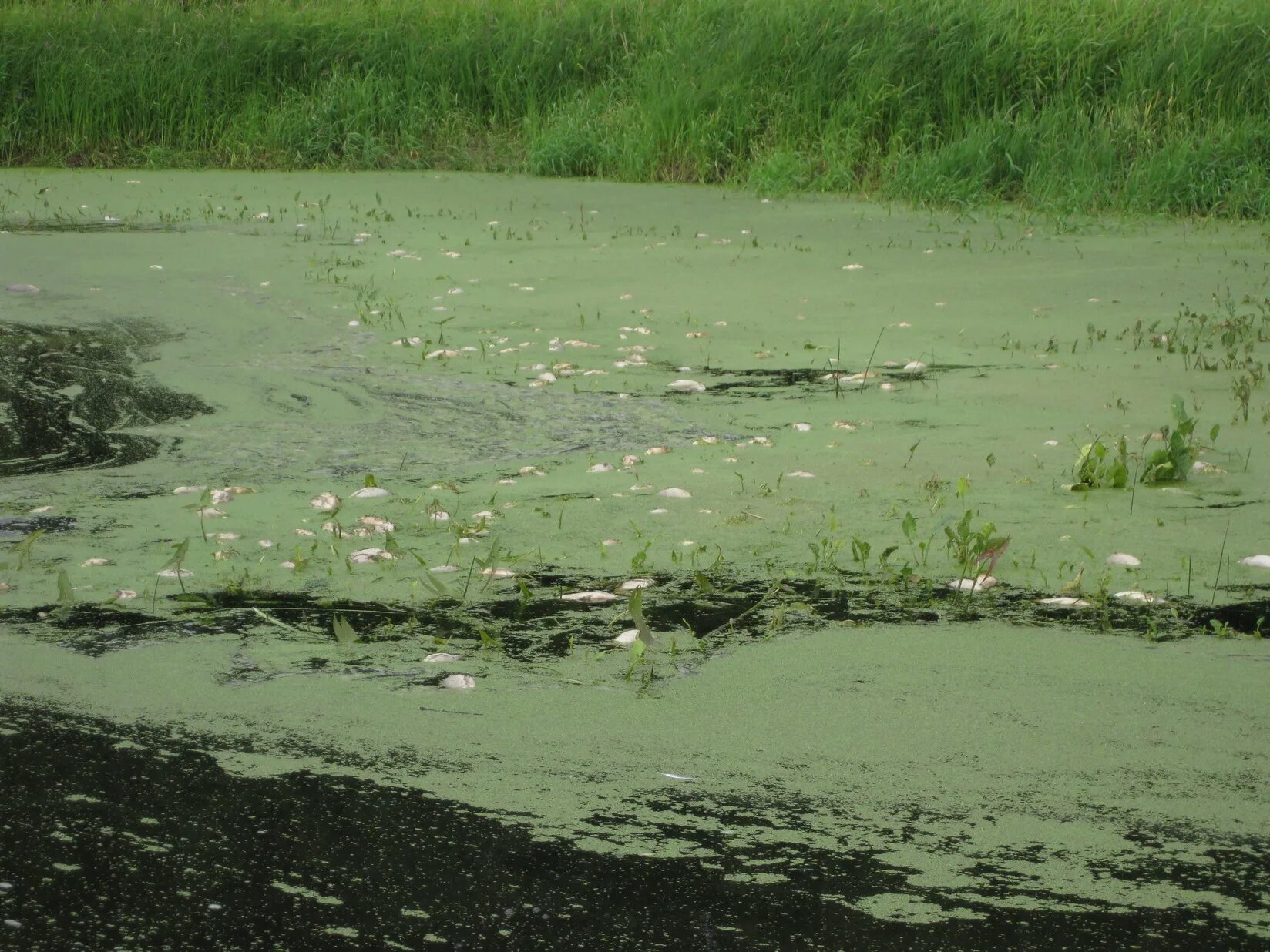 болота егорьевска. болота ивановской области. самая загрязненная болото. болото какое загрязнение. лесное болото трясина.