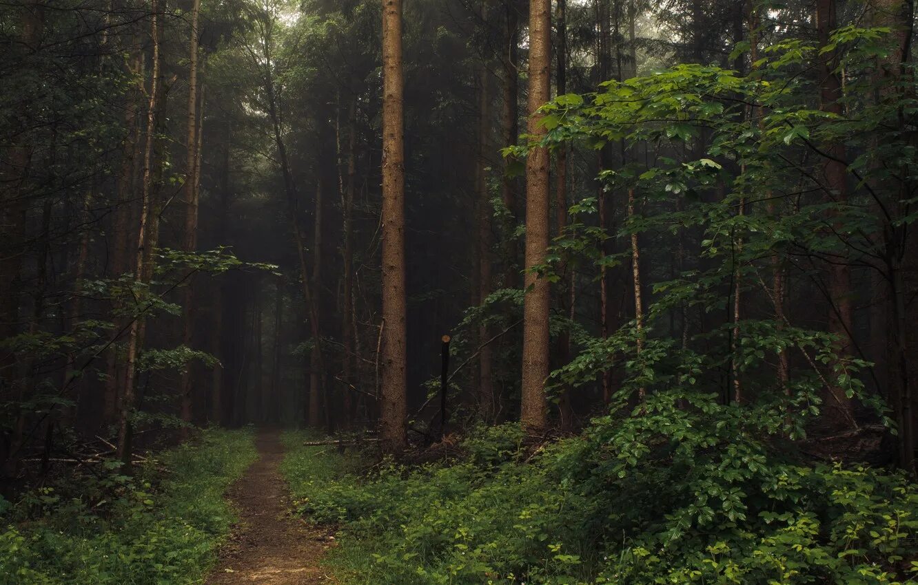 Лес псенипс тугургой. Красивый лес. Природа лес. Глуш. R forest.
