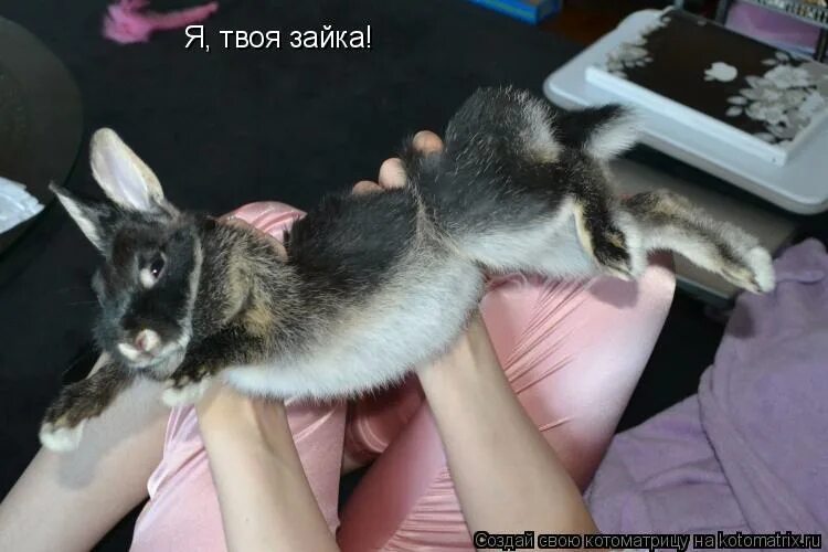 твоя зайка. я твой зайчик. твой зайка фото. футболки твое с зайчиками. я не твоя зайка.