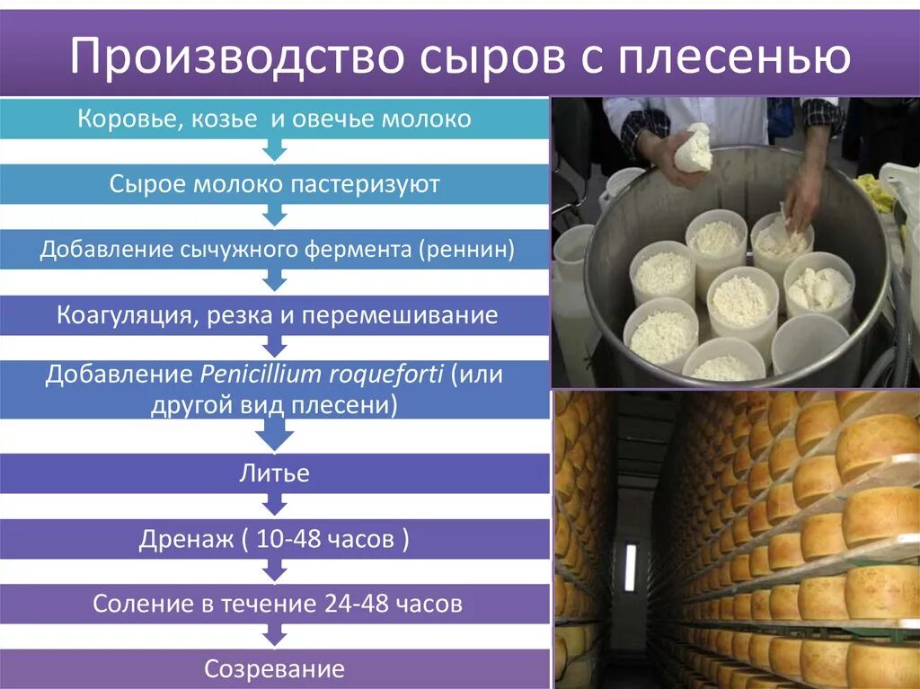 Ферменты приготовления сыра. Технология производства сыра. Этапы производства сыра. ЭТАПЫПРОИЗВОДСТВО сыра. Процесс приготовления сыров.