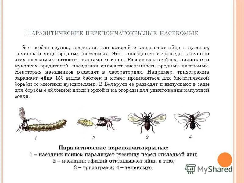 Какое значение в жизни насекомого имеет личинка. Яйцееды перепончатокрылые насекомые. перепончатокрылые личинки. общая характеристика перепончатокрылых. значение перепончатокрылых.