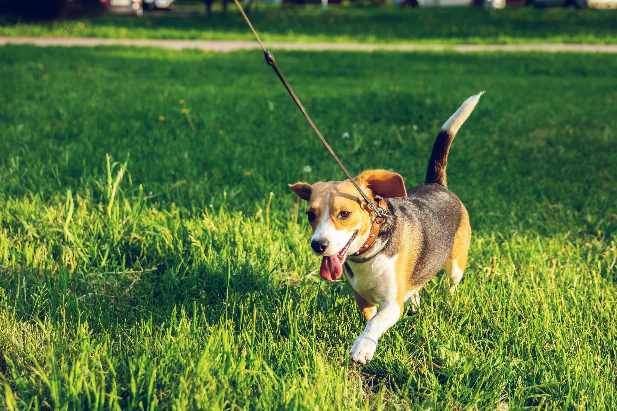 Walking pet. Выгул собак. Выгульщик собак. Поводок для собак. Выгуливать собаку.