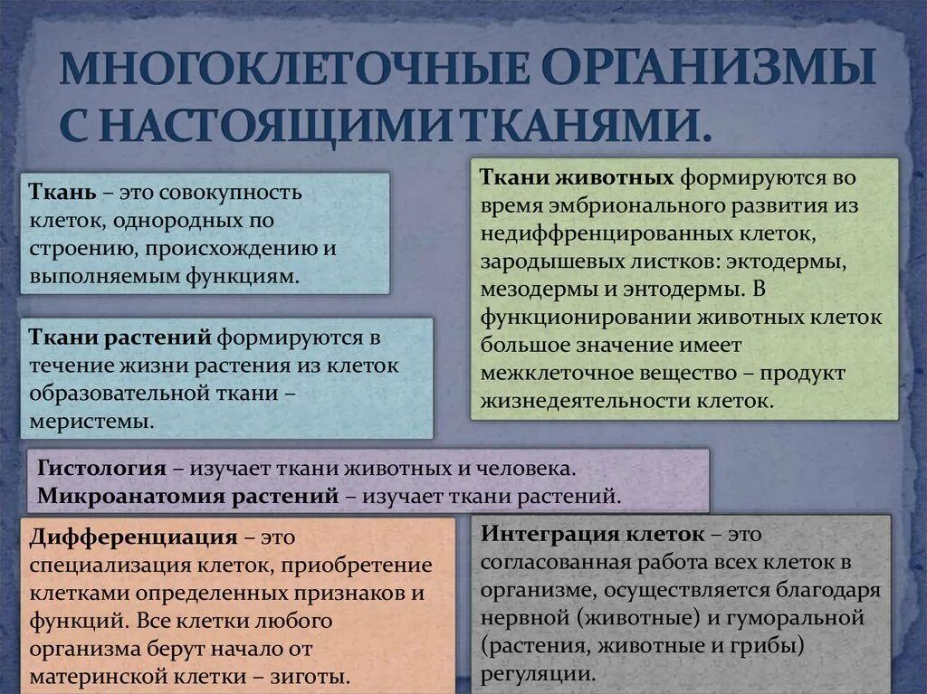 Дифференциация и специализация клеток в многоклеточном организме. Интеграция клеток многоклеточного организма. Дифференцировка и специализация клеток в многоклеточном организме. Интеграция и дифференциация клеток в многоклеточном организме. Интеграции и специализации