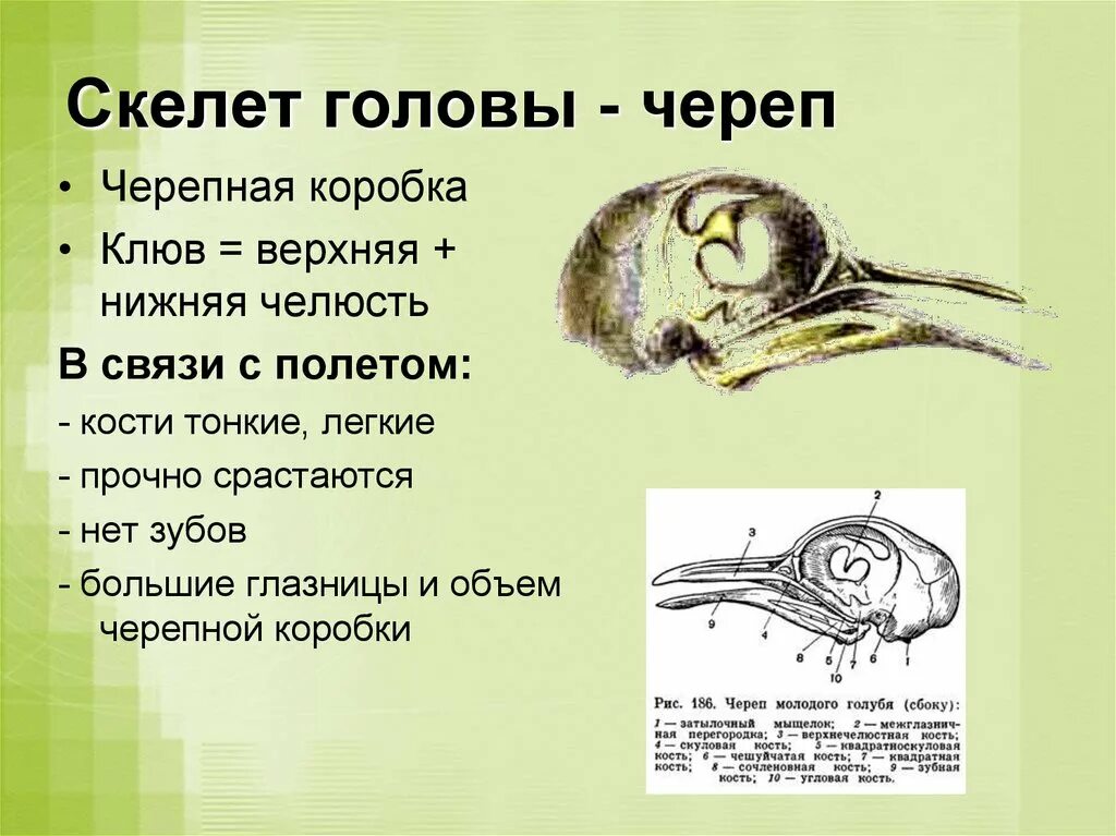 Большие глазницы у птиц. Особенности строения черепа у птиц. Череп птицы. Череп птицы строение. Особенности строения черепа п ицы.